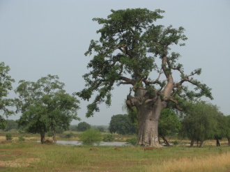 01 Baobab